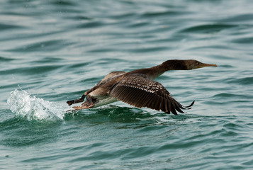 The Socotra cormorant takeoff at Busiateen coast, Bahrain 