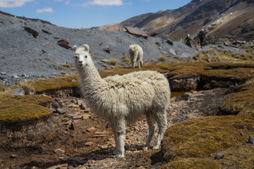 Fototapeta premium The llamas of Bolivia