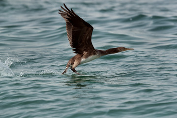 The Socotra cormorant takeoff at Busiateen coast, Bahrain 