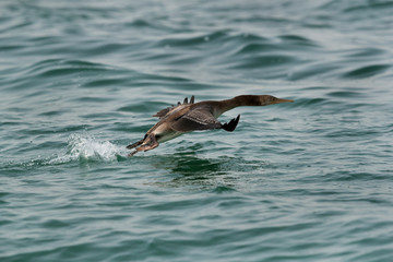 The Socotra cormorant takeoff at Busiateen coast, Bahrain 
