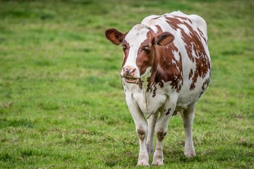 A close up photo of a brown and white cow standing in a field 