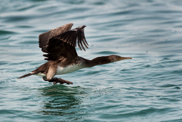 The Socotra cormorant takeoff at Busiateen coast, Bahrain 