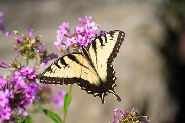 Butterfly flutterby