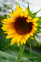Sunflower yellow flowers and green leaves
