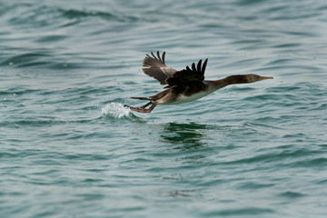 The Socotra cormorant takeoff at Busiateen coast, Bahrain 