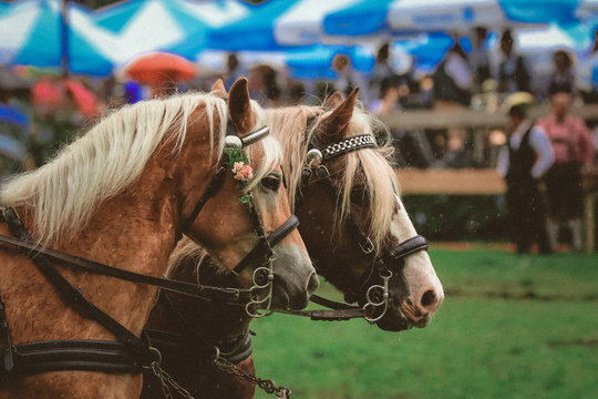Zwei Haflinger an der Kutsche