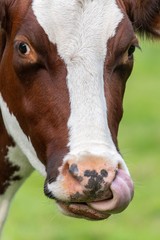 A close up photo of a brown and white cow standing in a field licking its tongue out