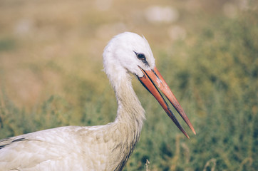 portrait of a stork