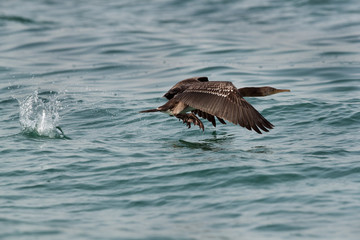 Fototapeta premium The Socotra cormorant takeoff at Busiateen coast, Bahrain 