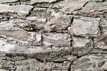 texture of old tree bark close-up