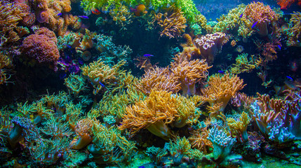 Naklejka na ściany i meble Sea corals and sea life in a shot