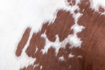 A close up photo of a brown and white cows skin 