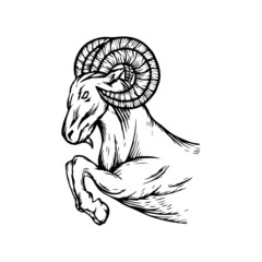 wild mountain ram line art illustration. ram illustration for tattoo. hand drawn ram illustration