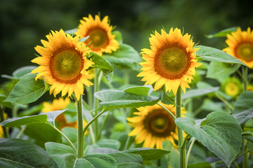 Fototapeta premium Sunflower field