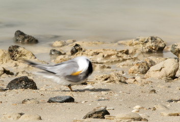 Fototapeta premium Saunders tern preening at Busaiteen coast, Bahrain 