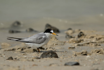 Saunders tern at Busaiteen coast, Bahrain 