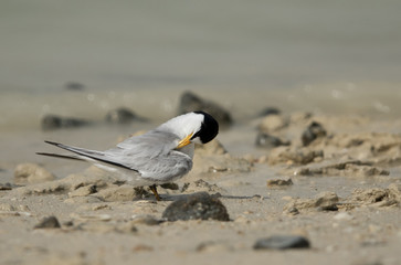 Saunders tern preening at Busaiteen coast, Bahrain 