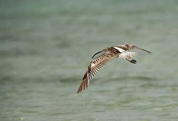 Curlew in flight at Busaiteen coast of Bahrain 