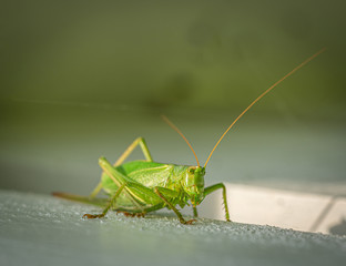 a big green grasshopper sitting on a white wooden wall