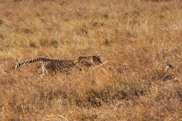 Cheetah hunting Thomson's Gazelle at Masai Mara, Kenya