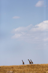 Naklejka na ściany i meble Giraffes in the Savannah grassland, Masai Mara, Kenya
