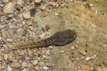 A closeup, high angle and dorsal view of a single tadpole swimming in a natural lake, larval transitional stage of a frog or toad with room for copy.