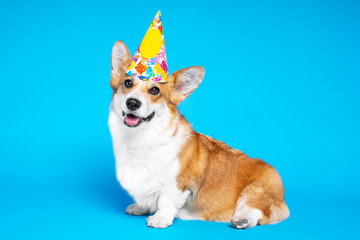 Cute white and brown colored Welsh Corgi sits on a blue background posing in a Christmas yellow cap
