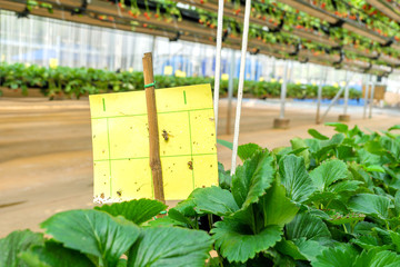 Smart agriculture technology trend and internet of things (iot), vertical farming concept. Insects trap paper in strawberry farm.