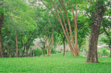 trees in the park with green grass and sunlight, fresh green nature background at out door in city for relax area good breath healthy. green environment garden ozone oxygen save world.
