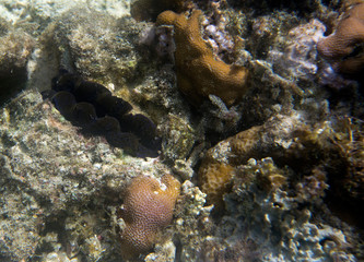 View of tridacna clam