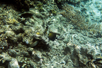 view of tropical fishes