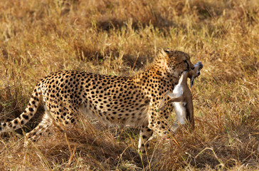 Cheetah holding a Thomson's Gazelle at Masai Mara, Kenya