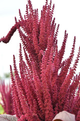 Amaranth is one of the family Amaranthaceae