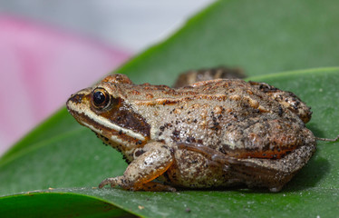 macrophotography of a small frog that sits on a flower petal
