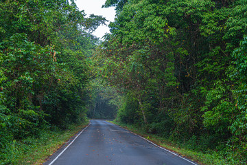 curve road in wild forest of Khao Yai National Park is the largest rainforest in Thailand. There are many waterfalls. .There are various wildlife and plant species.