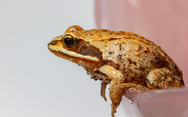 macrophotography of a small frog that sits on a flower petal