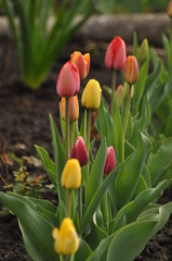 tulipany