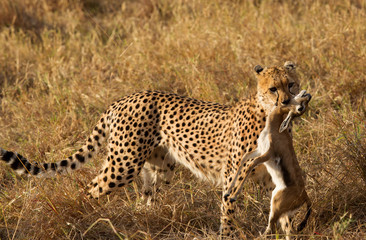 Cheetah holding a Thomson's Gazelle at Masai Mara, Kenya