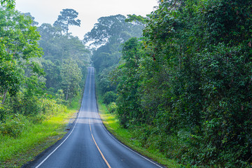 curve road in wild forest of Khao Yai National Park is the largest rainforest in Thailand. There are many waterfalls. .There are various wildlife and plant species.