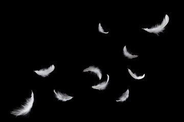 abstract, soft white feathers floating in the air, isolated on black background