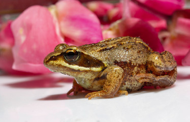 macrophotography of a small frog that sits on a flower petal