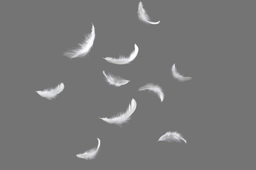 abstract, soft white feathers falling down in the air, isolated on grey background