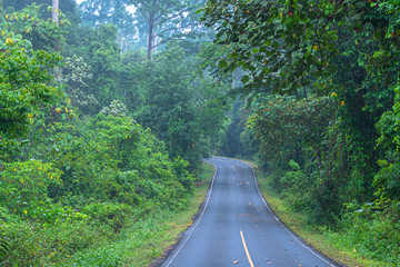 curve road in wild forest of Khao Yai National Park is the largest rainforest in Thailand. There are many waterfalls. .There are various wildlife and plant species.