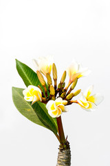 Plumeria Frangipani silk flowers Silk plumeria frangipani flowers isolated on white with copy space.