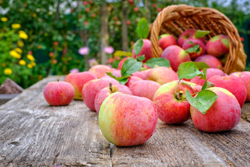 Fresh seasonal red apples with green leaves spilled out of the basket on the old wooden table