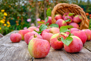 Fresh seasonal red apples with green leaves spilled out of the basket on the old wooden table