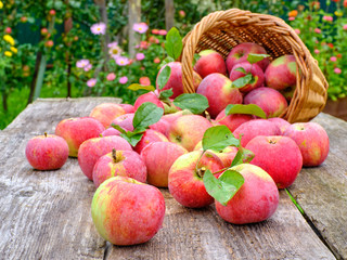 Fresh seasonal red apples with green leaves spilled out of the basket on the old wooden table