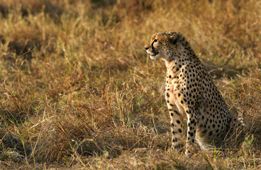 Cheetah after hunting a Thomson's Gazelle at Masai Mara, Kenya