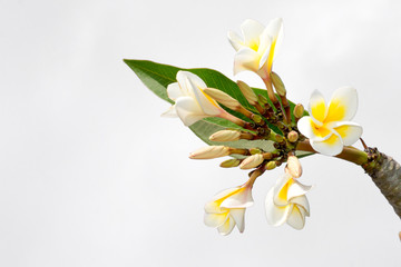 Fototapeta na wymiar Plumeria Frangipani silk flowers Silk plumeria frangipani flowers isolated on white with copy space.