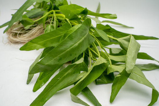 quot Chinese Watercress quot Images Browse 79 Stock Photos Vectors and